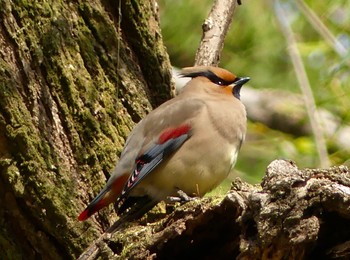 2023年3月9日(木) 秋ヶ瀬公園の野鳥観察記録