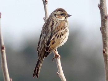 2023年3月12日(日) 秋ヶ瀬公園の野鳥観察記録