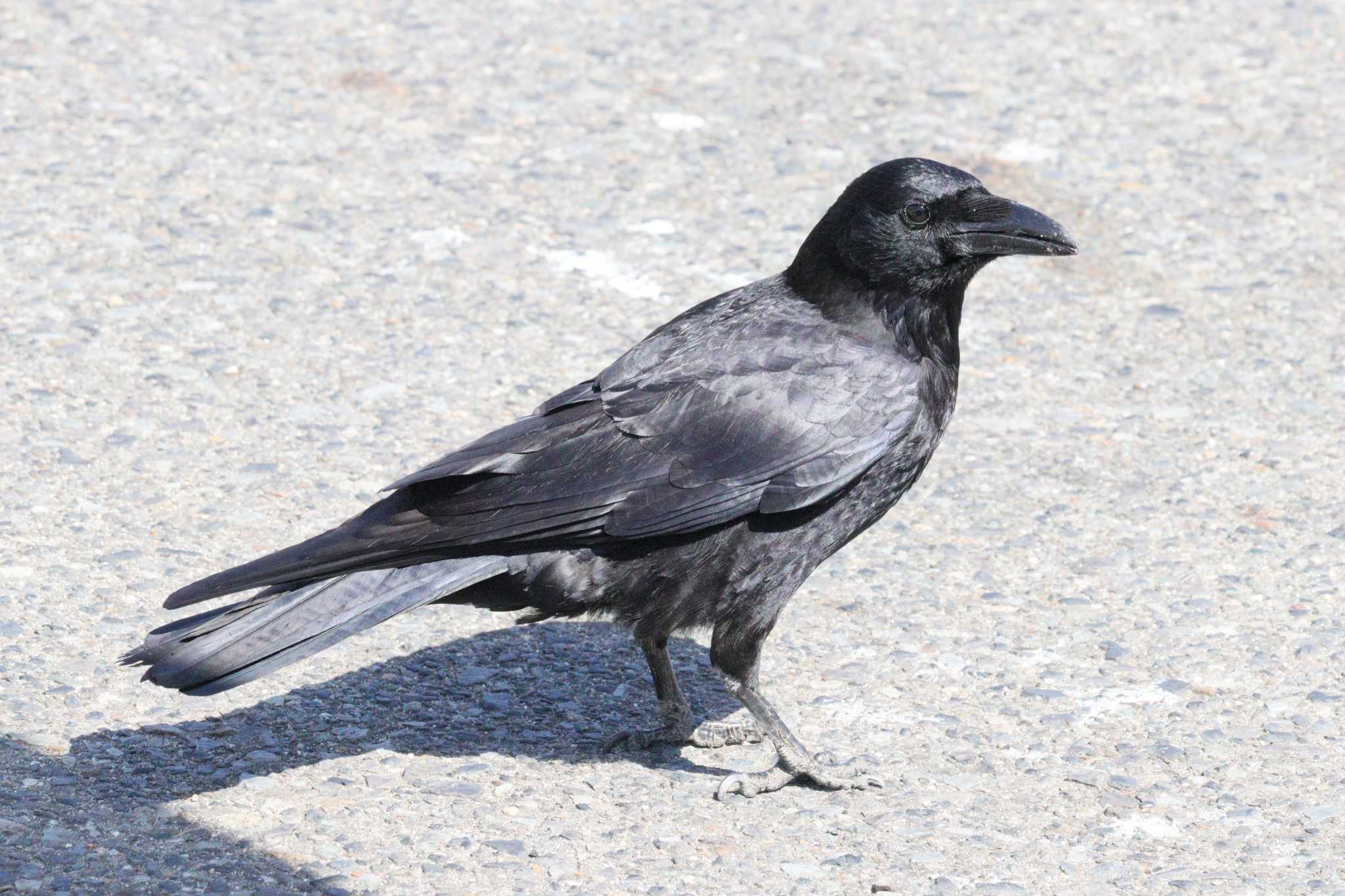 Carrion Crow