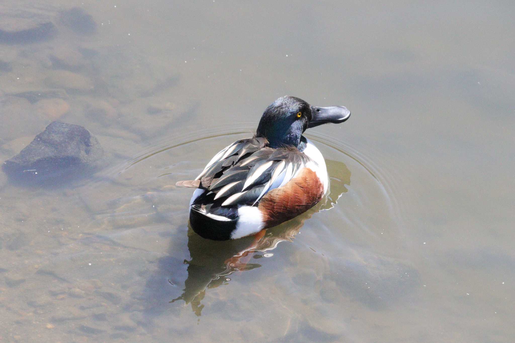 Northern Shoveler