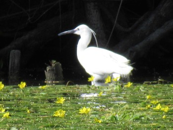 Little Egret 天王寺公園(大阪市) Sat, 5/5/2018