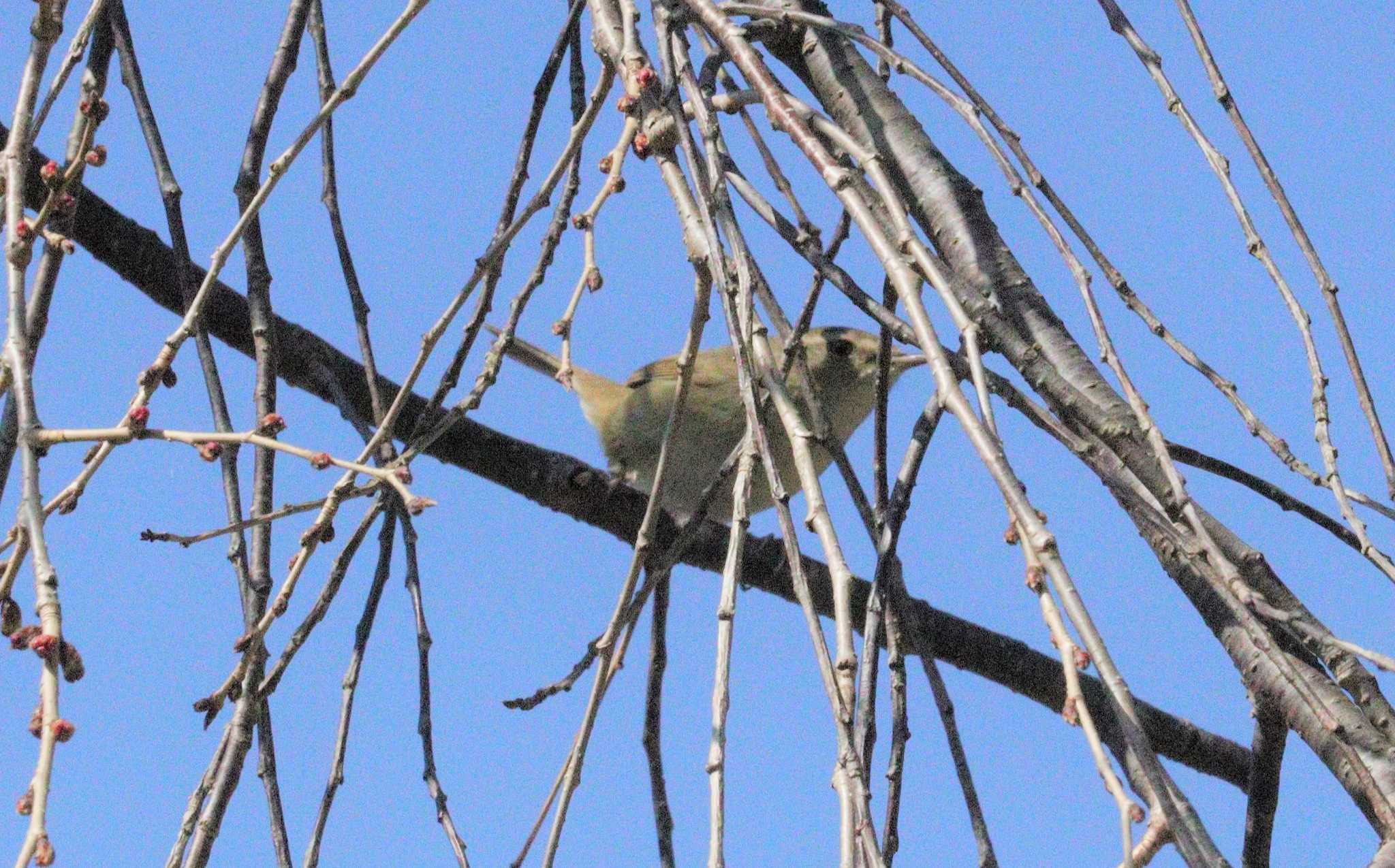 Japanese Bush Warbler