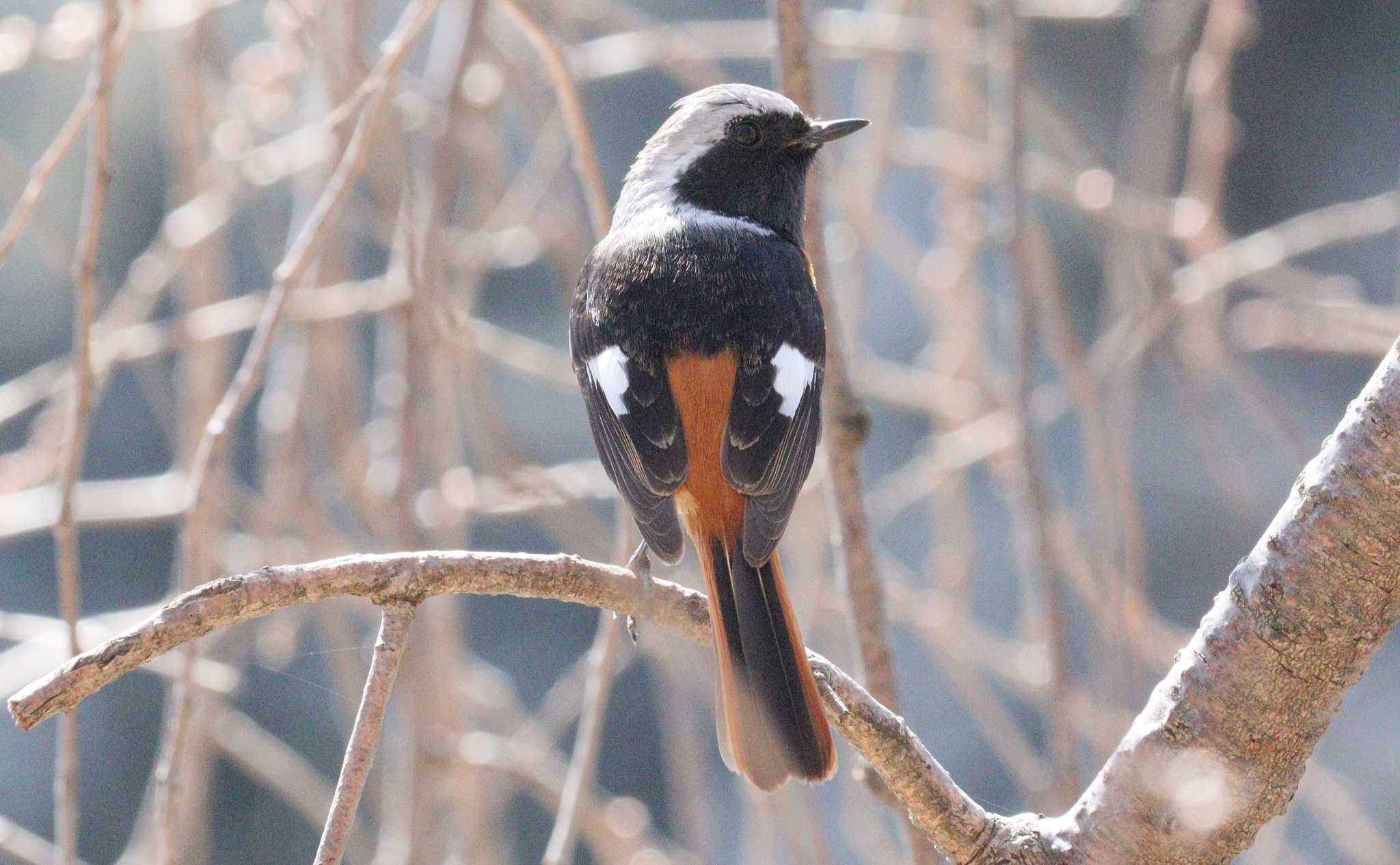 Daurian Redstart