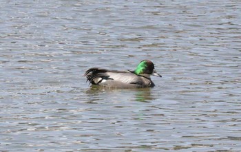 2023年3月14日(火) 名城公園の野鳥観察記録