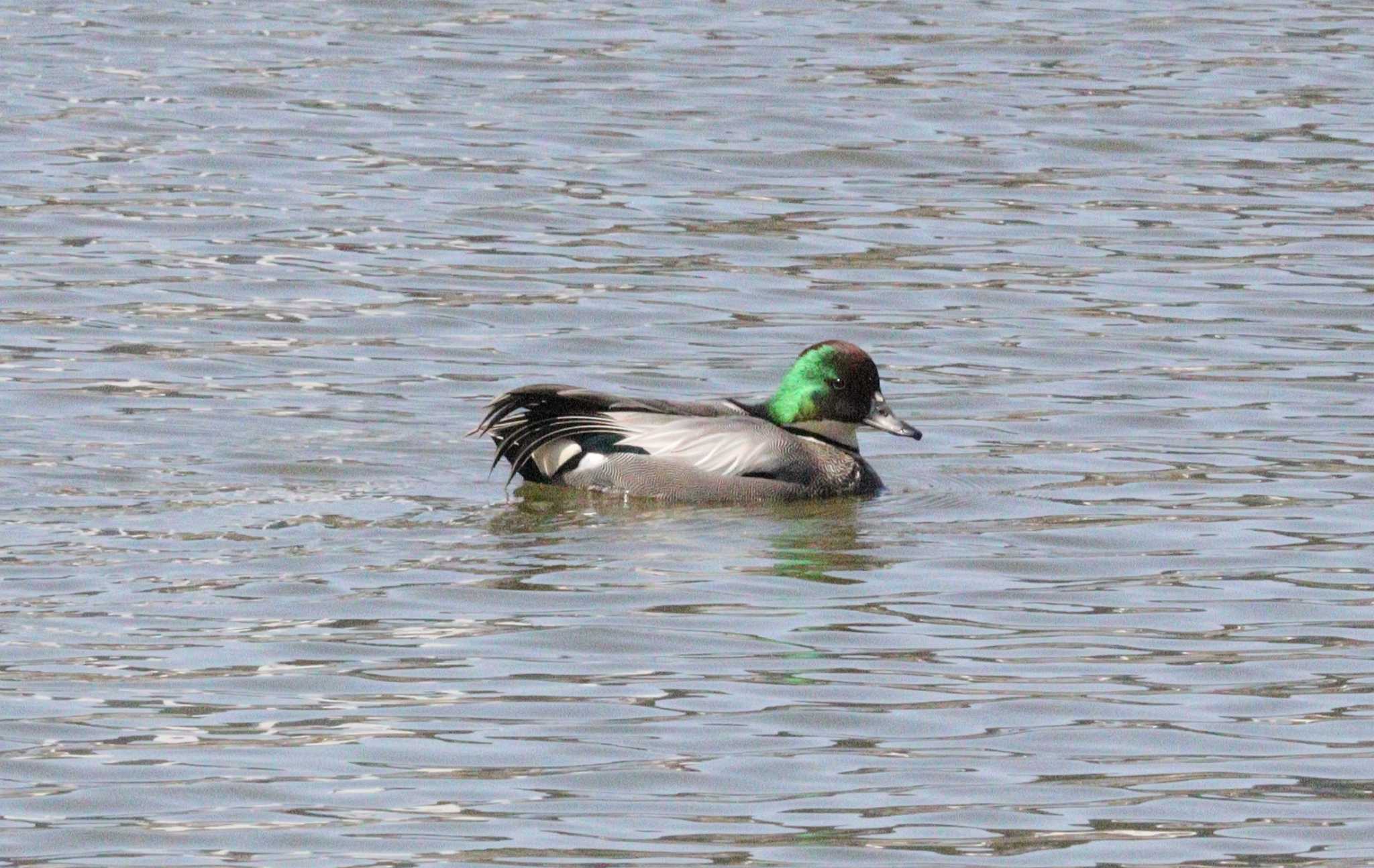 Falcated Duck