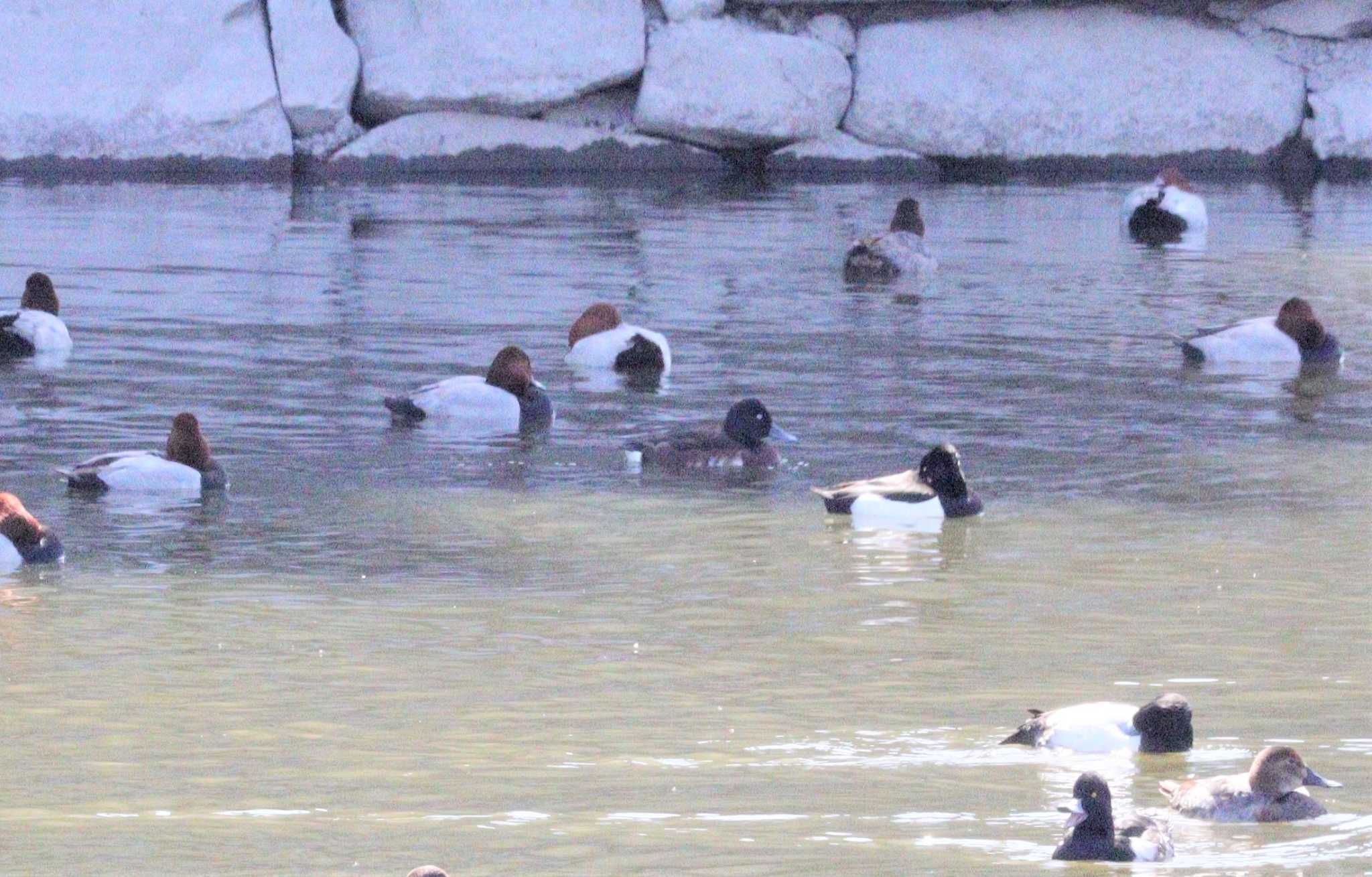 Baer's Pochard