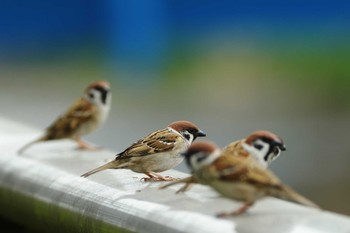 スズメ 野川 2023年3月12日(日)