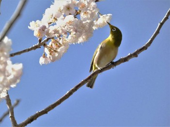 メジロ 鎌倉 2023年3月11日(土)