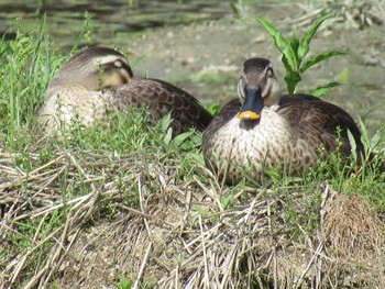 Eastern Spot-billed Duck 天王寺公園(大阪市) Sat, 5/5/2018