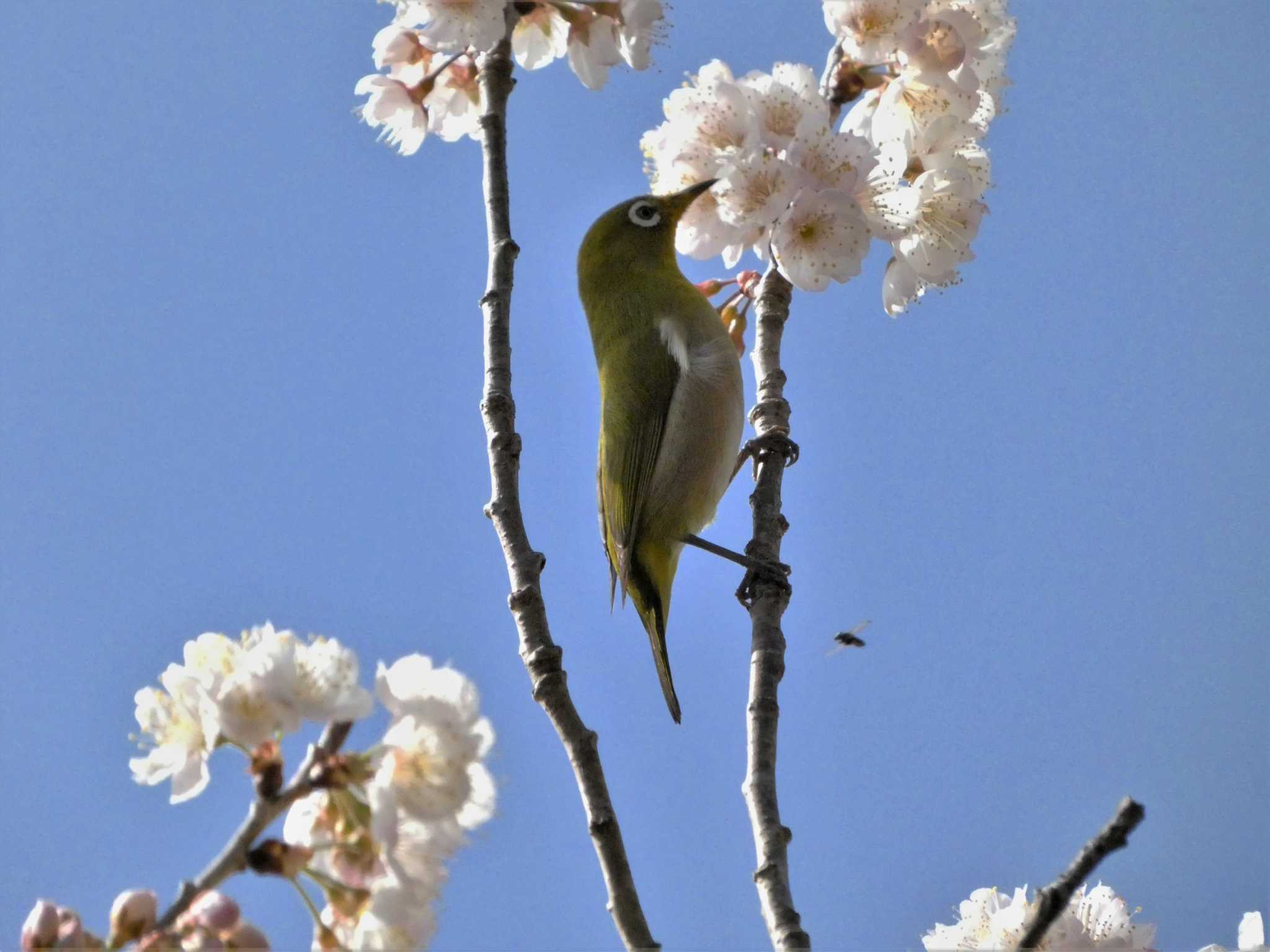 鎌倉 メジロの写真 by koshi