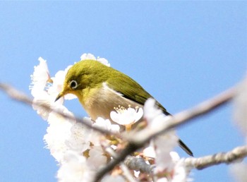 2023年3月11日(土) 鎌倉の野鳥観察記録