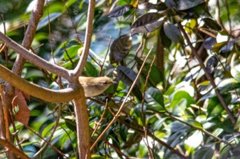 Japanese Bush Warbler 山口県下松市はなぐり海岸 Tue, 3/14/2023