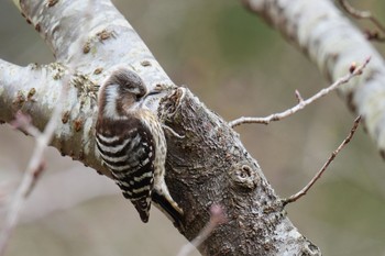 Japanese Pygmy Woodpecker Maioka Park Sun, 3/12/2023