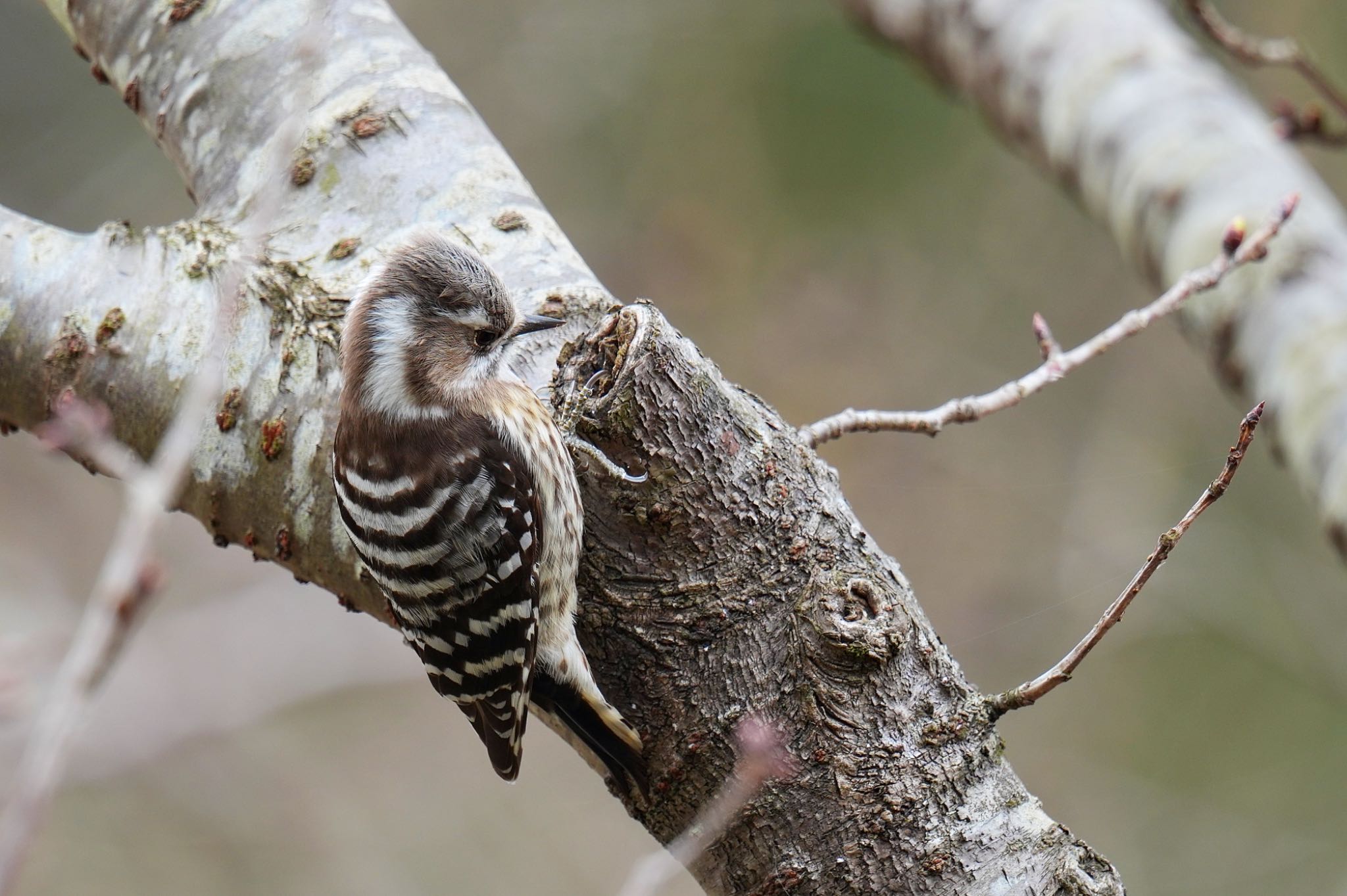 Japanese Pygmy Woodpecker