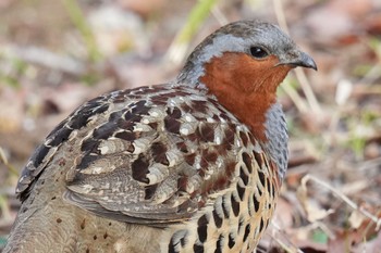 Chinese Bamboo Partridge Maioka Park Sun, 3/12/2023