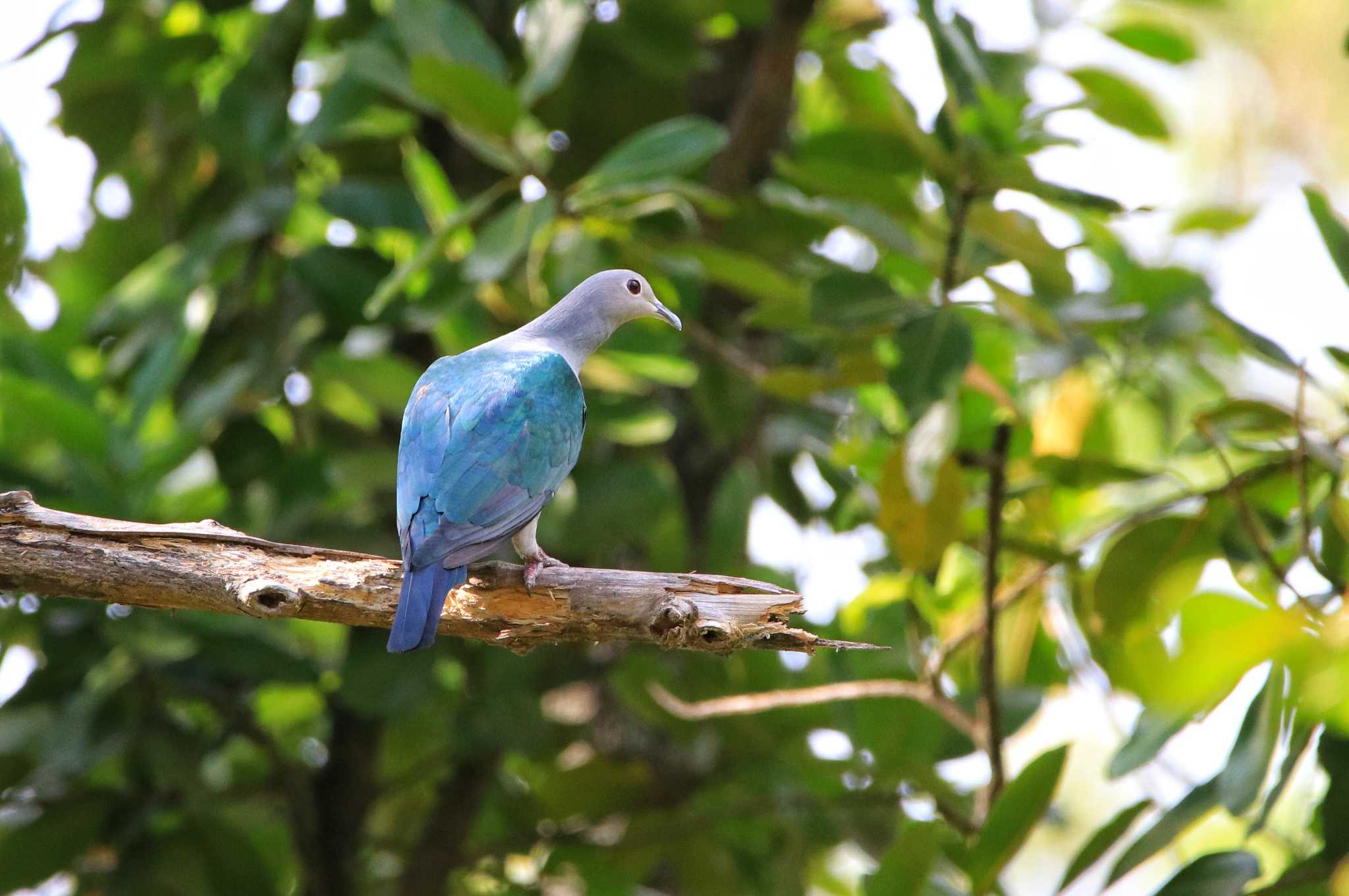 Photo of Green Imperial Pigeon at コタキナバル by とみやん