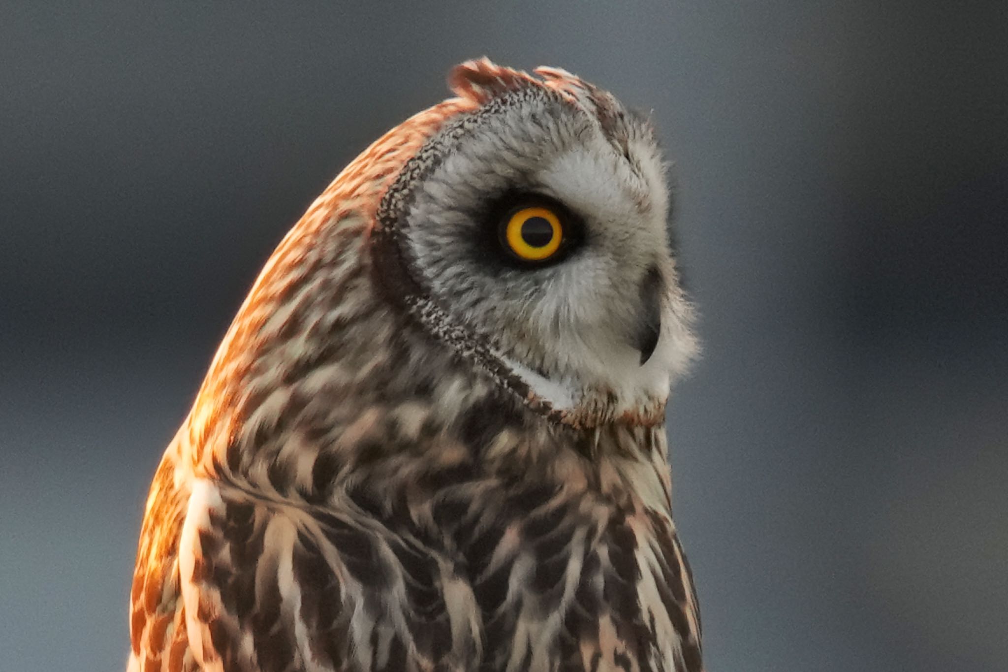 Photo of Short-eared Owl at 江戸川(三郷) by アポちん