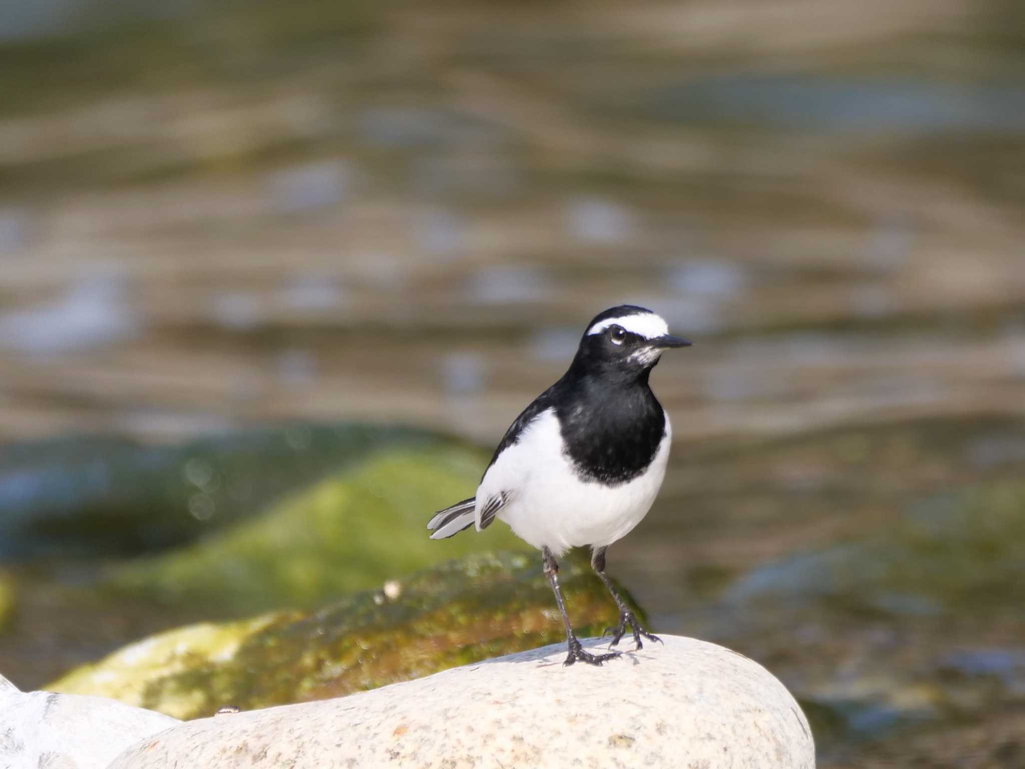 何なのよ、私の陣地に入って来て・・ by little birds