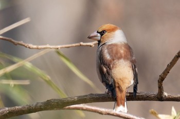 Hawfinch 大室公園 Sat, 3/11/2023