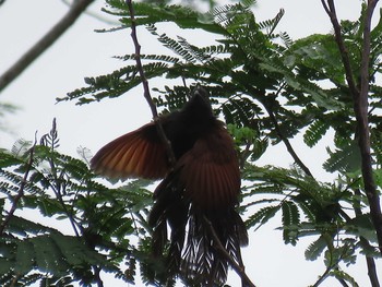 Greater Coucal ミンダナオ島 Mon, 3/19/2018