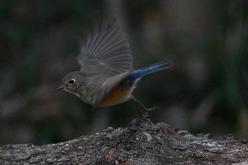 Red-flanked Bluetail 秋ヶ瀬公園(野鳥の森) Sun, 2/26/2023