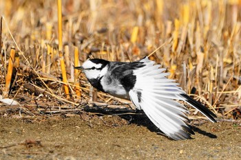 White Wagtail Showa Kinen Park Tue, 2/28/2023