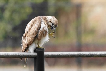 Eastern Buzzard Showa Kinen Park Wed, 3/1/2023