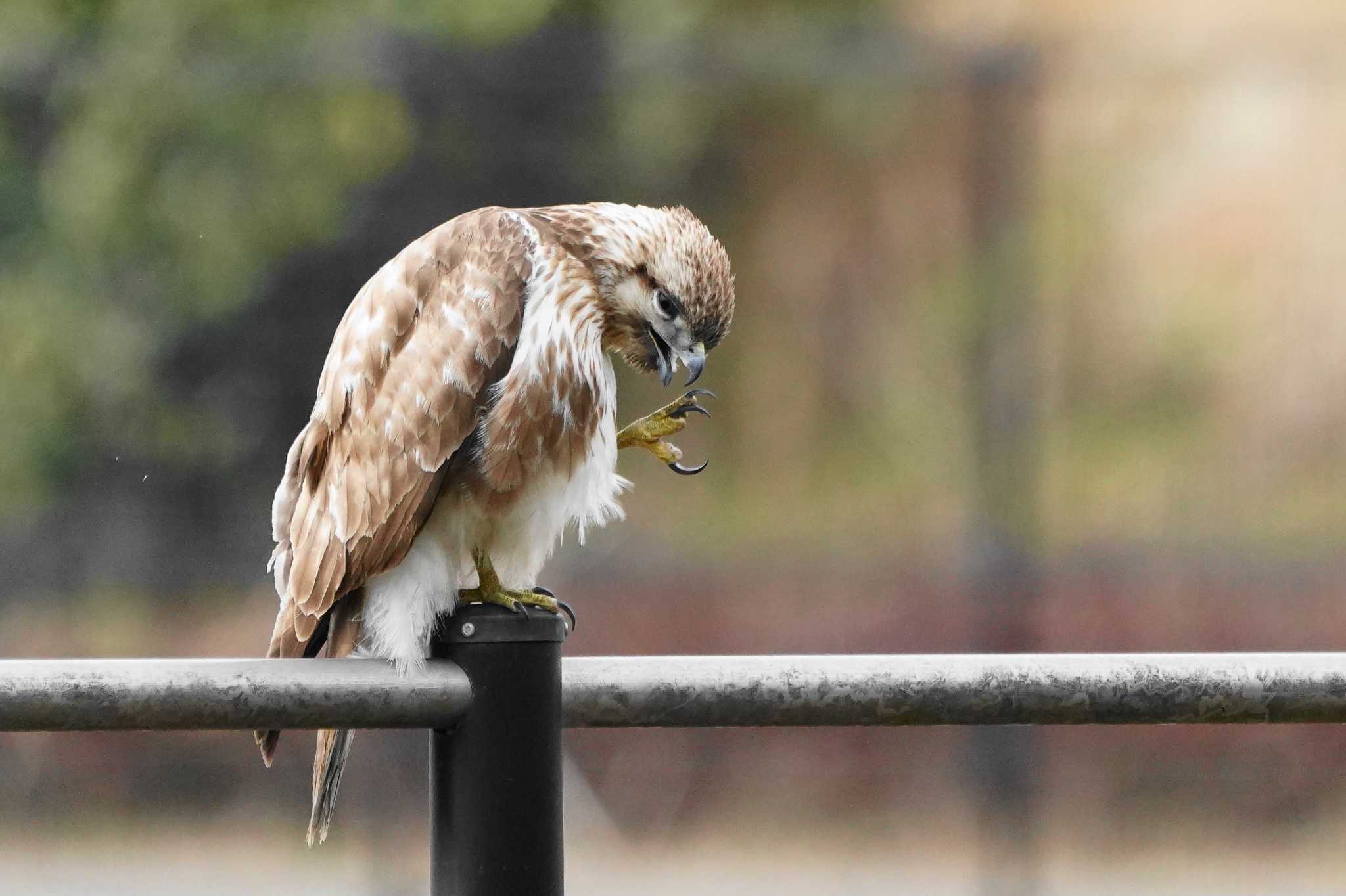 Photo of Eastern Buzzard at Showa Kinen Park by アカウント4133