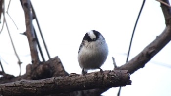 Long-tailed Tit 帷子川 Wed, 3/15/2023