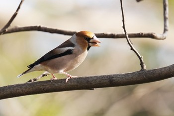 Hawfinch 大室公園 Sat, 3/11/2023