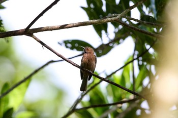 Dusky Myzomela Lake Eacham(Cairns) Sun, 5/6/2018