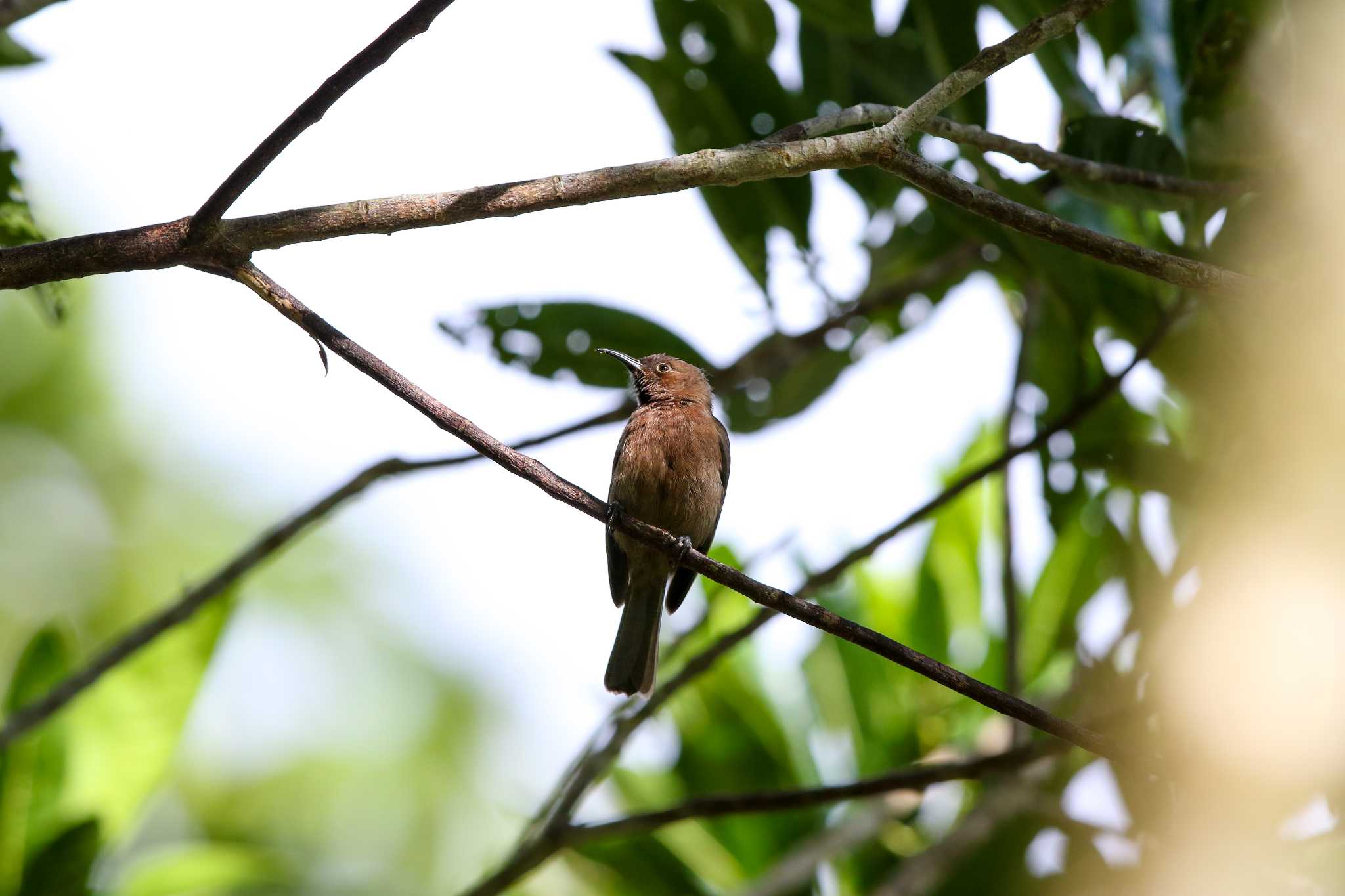 Lake Eacham(Cairns) コゲチャミツスイの写真 by Trio