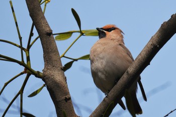 Bohemian Waxwing 大室公園 Sat, 3/11/2023