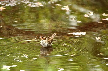 コホオアカ 石川県 2018年5月2日(水)