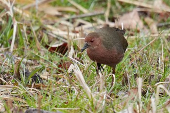 Ruddy-breasted Crake Maioka Park Sun, 3/12/2023