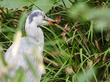 アオサギ 黒川清流公園 2023年3月12日(日)