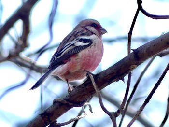 2023年3月8日(水) 浅羽ビオトープの野鳥観察記録