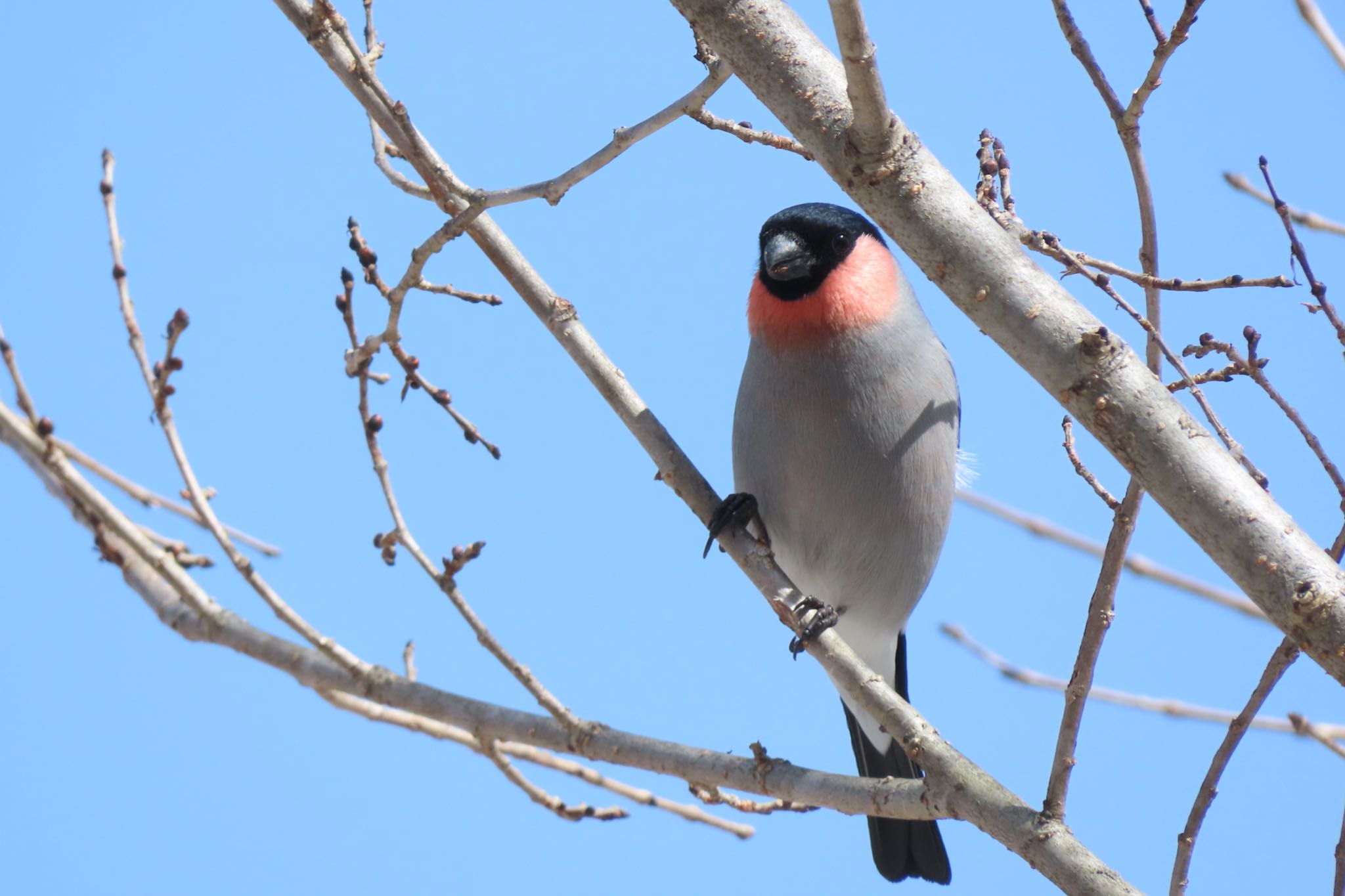 Eurasian Bullfinch