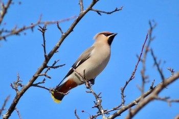 Sat, 3/11/2023 Birding report at Senjogahara Marshland