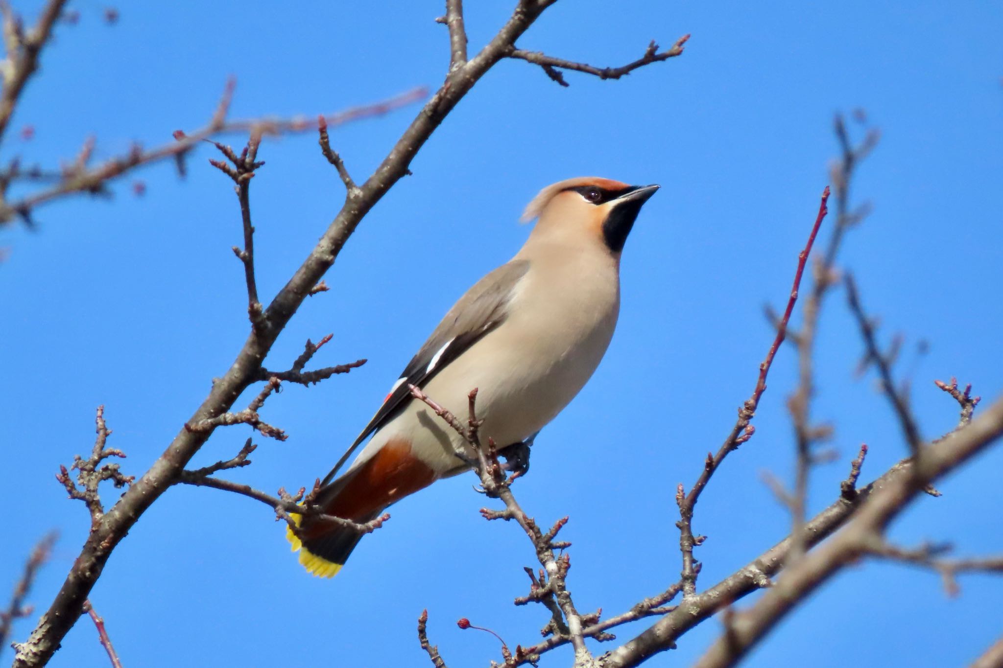 Bohemian Waxwing