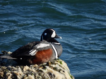 Harlequin Duck 日野川河口(鳥取県) Wed, 3/15/2023