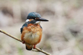 Common Kingfisher Maioka Park Sun, 3/12/2023