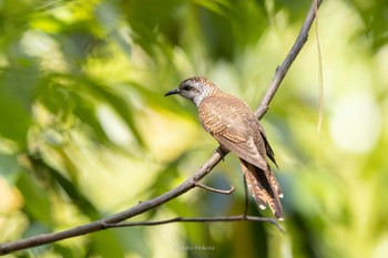 クリイロヒメカッコウ Doi Angkhang 2023年2月20日(月)