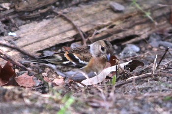 アトリ 馬見丘陵公園 2023年3月11日(土)