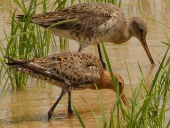 Black-tailed Godwit Yoron Island Thu, 5/10/2018