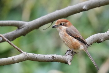 Bull-headed Shrike Maioka Park Sun, 3/12/2023