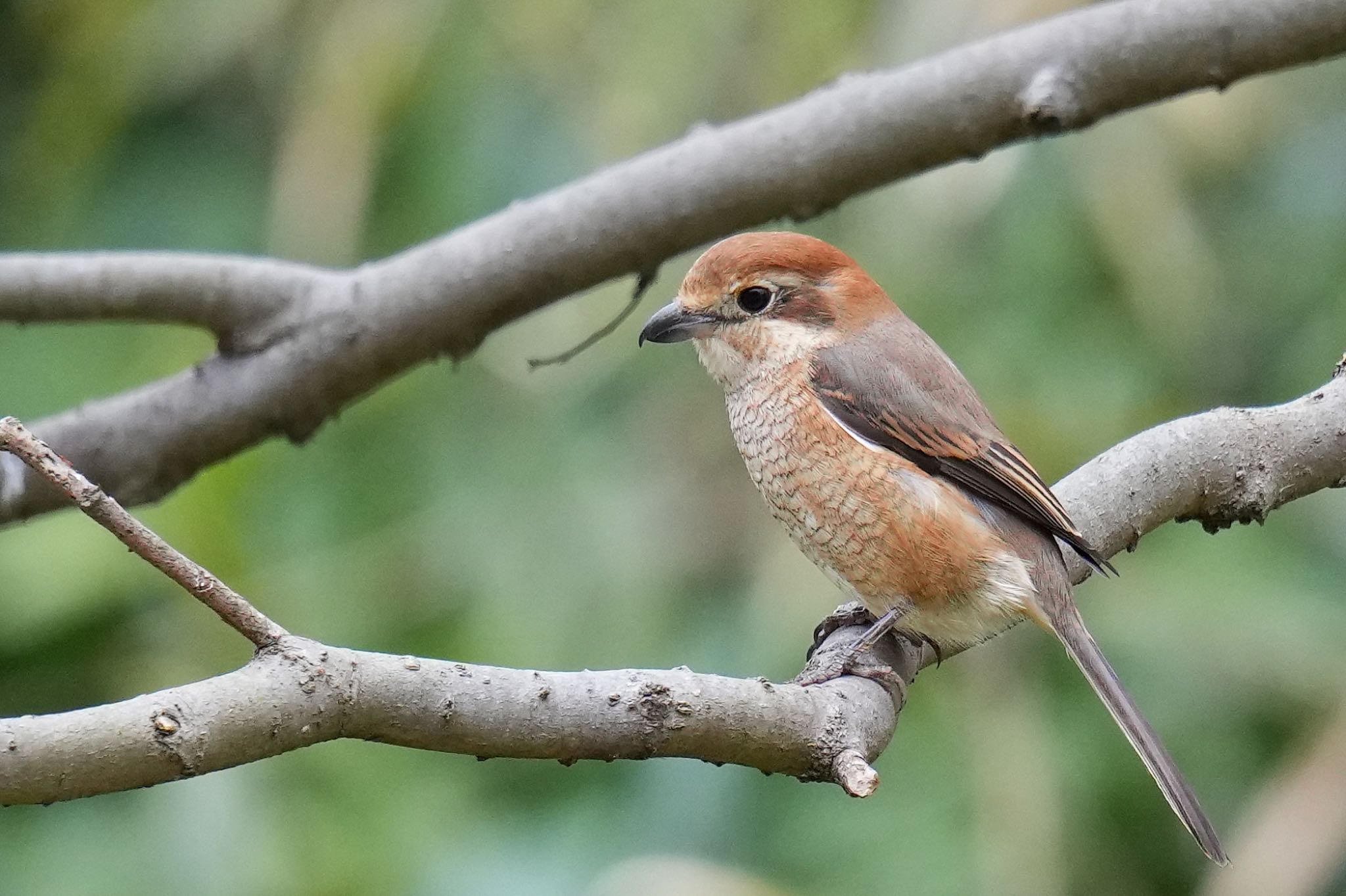 Bull-headed Shrike