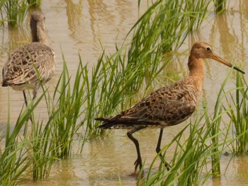 Black-tailed Godwit Yoron Island Thu, 5/10/2018