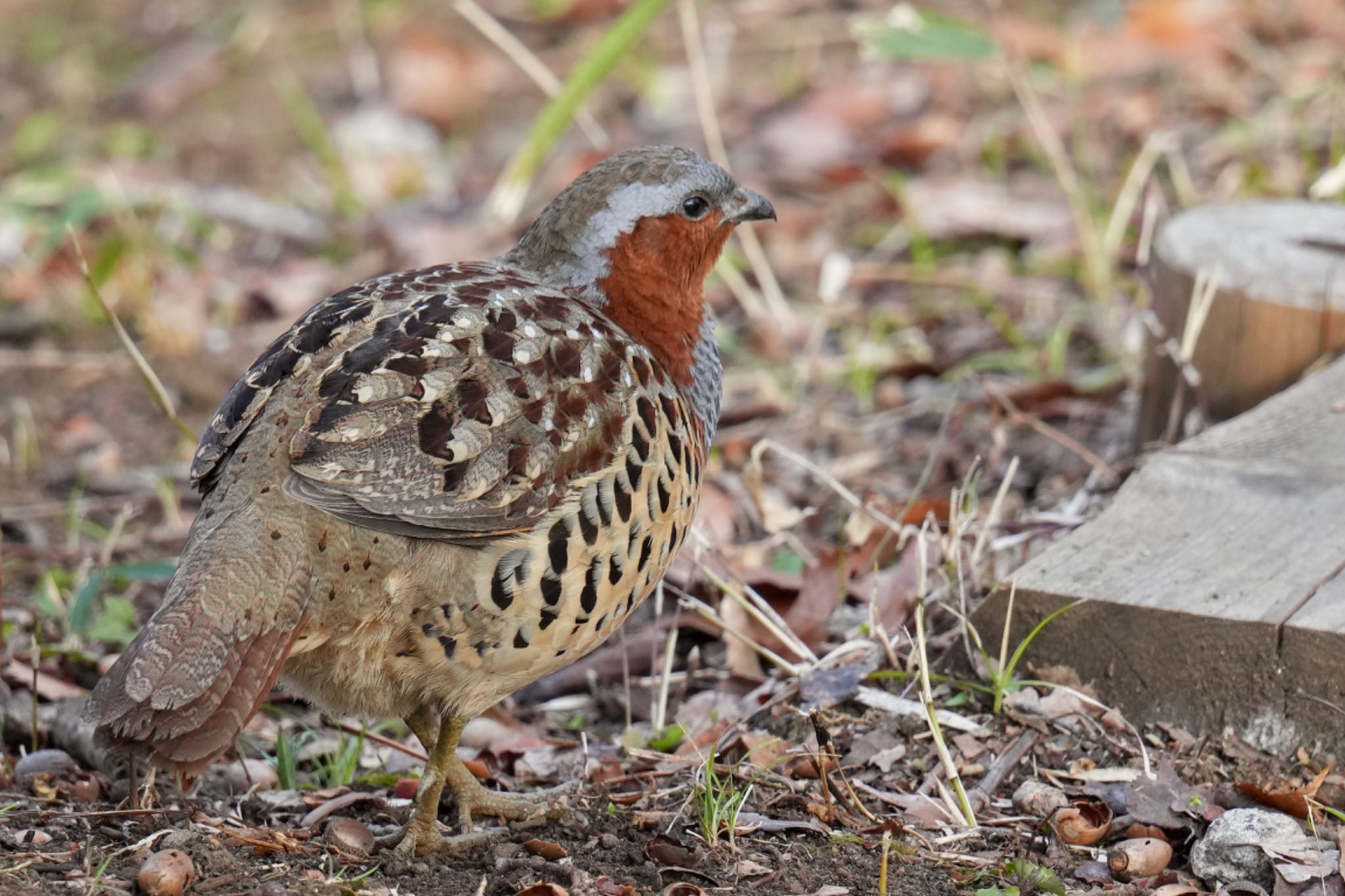 Photo of Chinese Bamboo Partridge at Maioka Park by アポちん