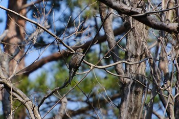 Brown-eared Bulbul 小木津山自然公園 Wed, 3/15/2023